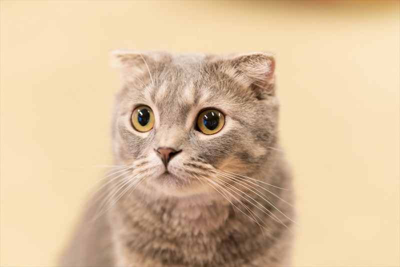 奈良の動物病院は丁寧な接客を評価されております