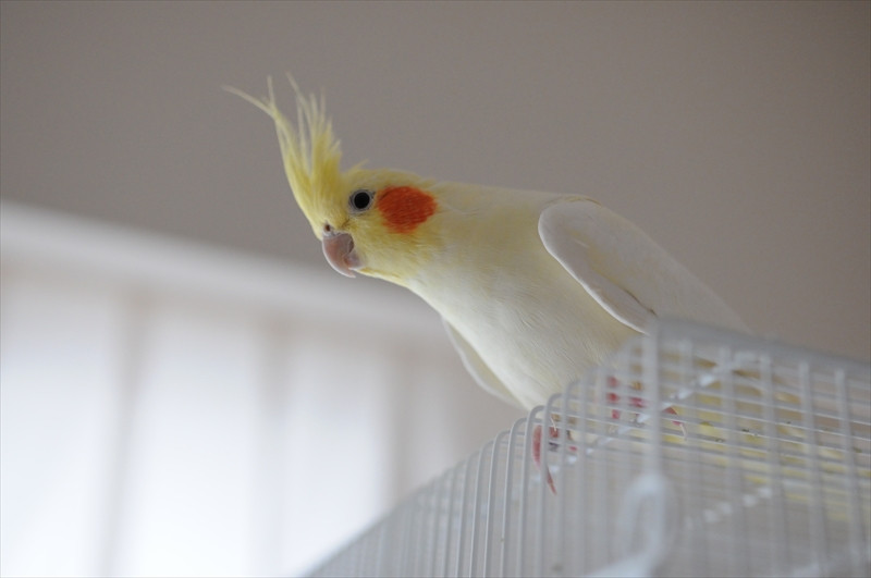 奈良で多くの方にご利用いただいている評判の動物病院です