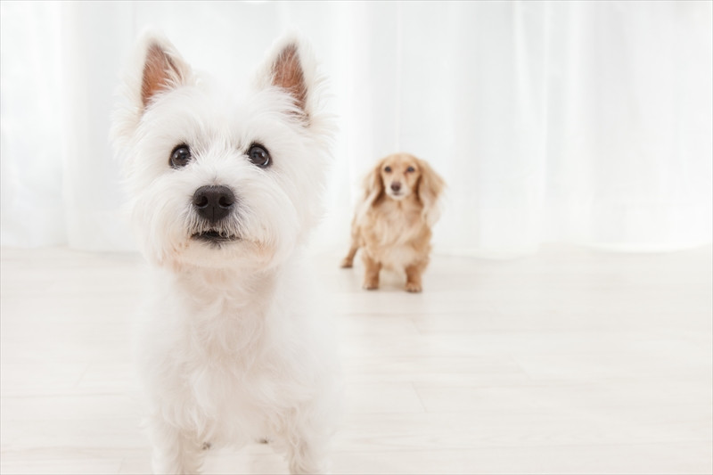 しつけ教室(個別相談)
