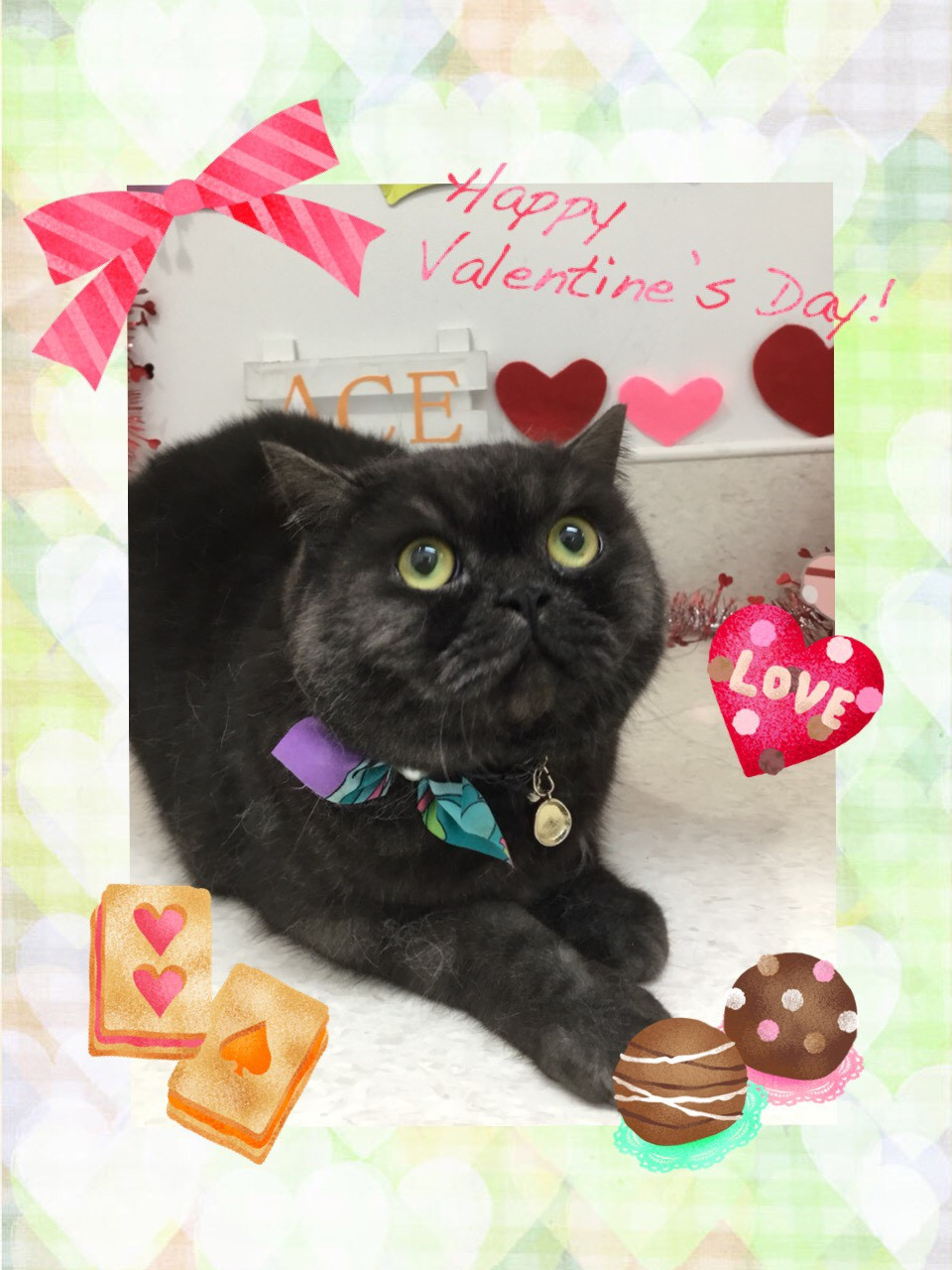 今日のトリミング（犬・猫）の紹介です