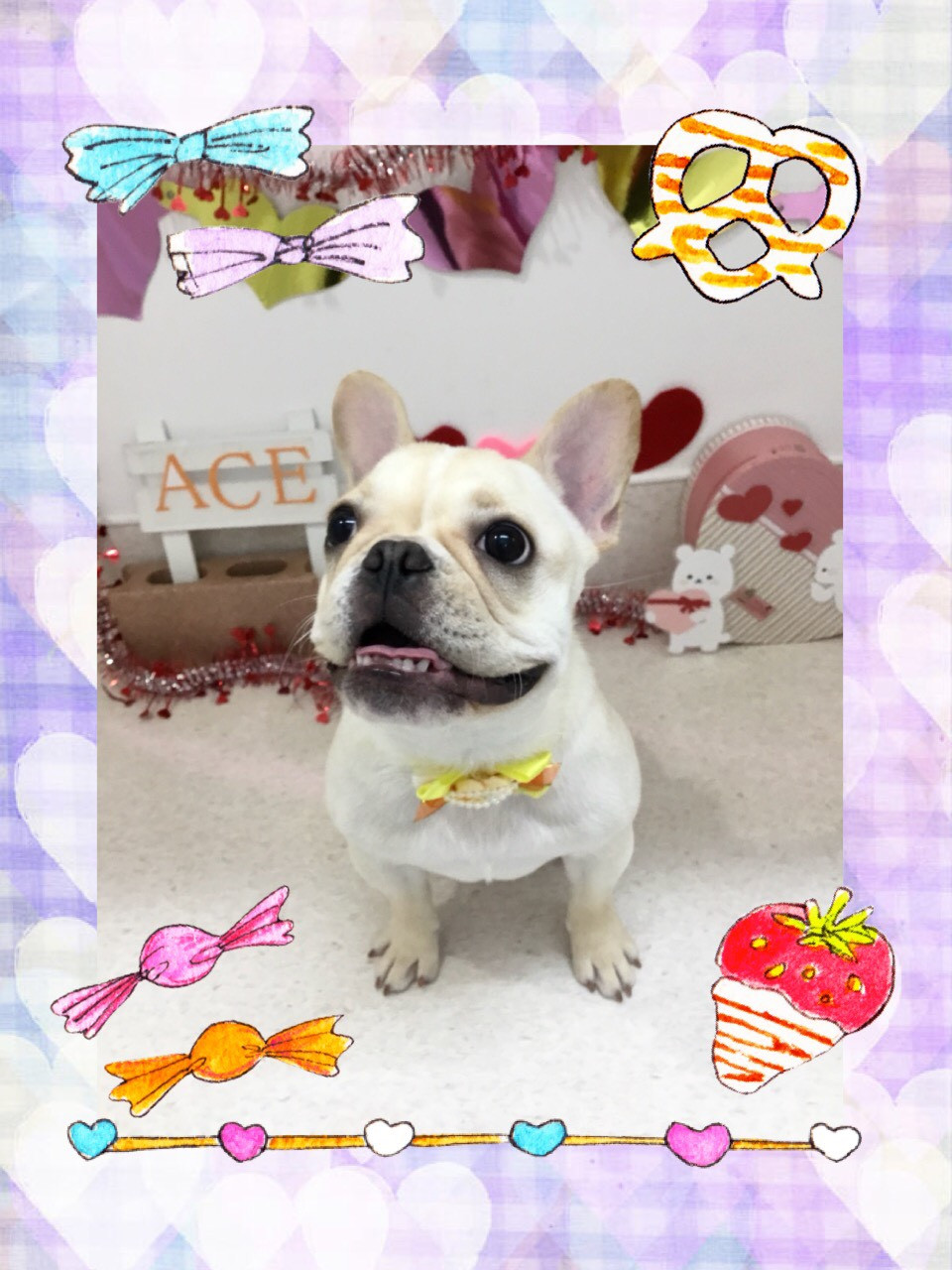 今日のトリミング（犬）の紹介です