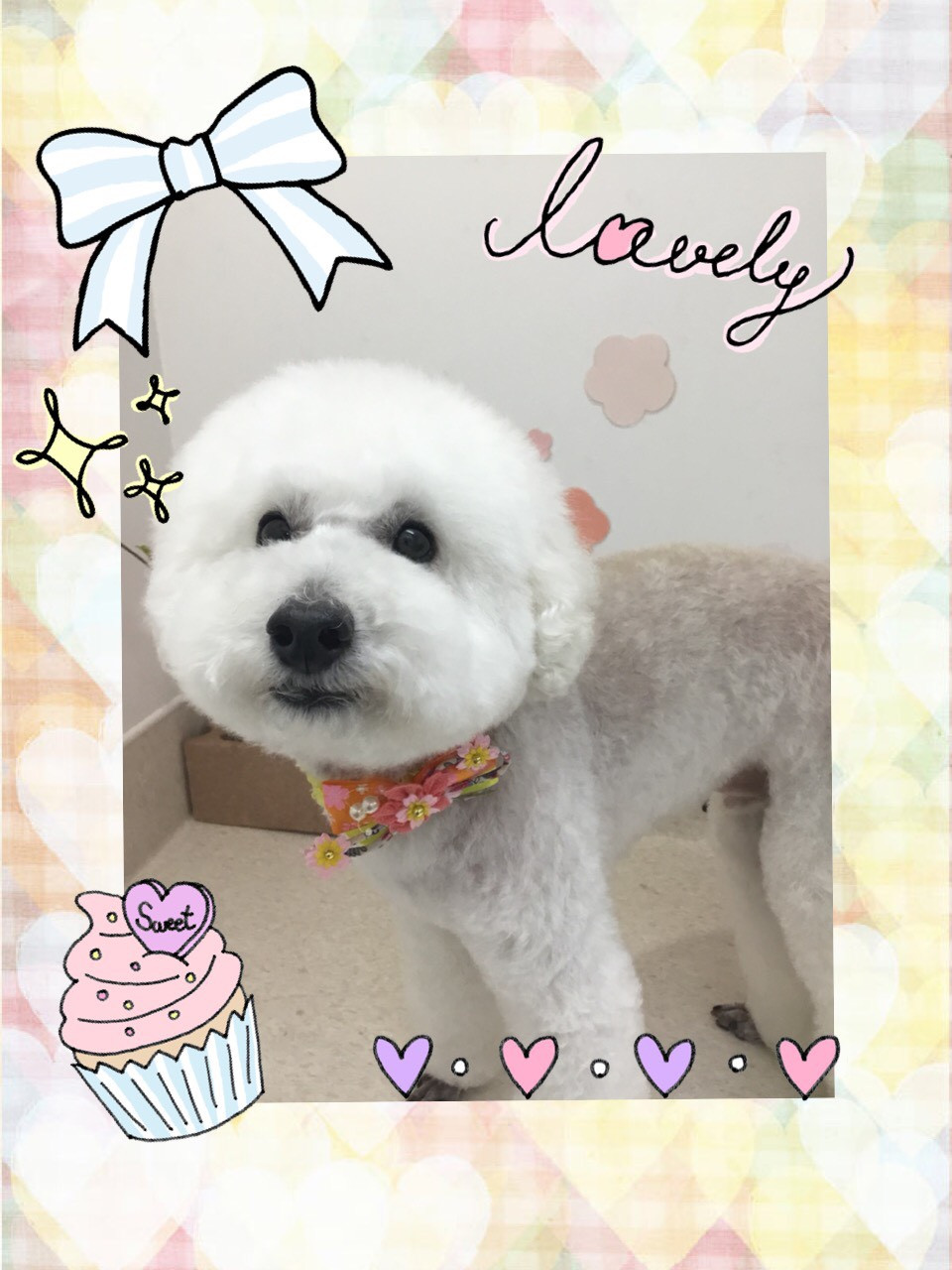 今日のトリミング（犬）の紹介です