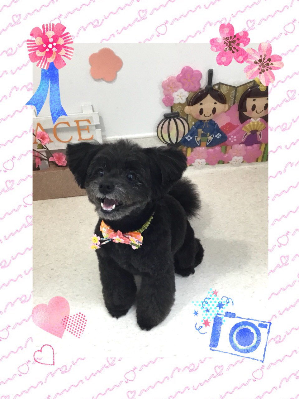 今日のトリミング（犬）の紹介です