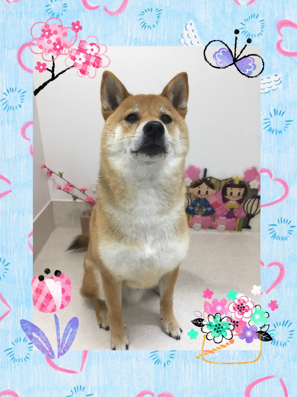 今日のトリミング（犬）の紹介です