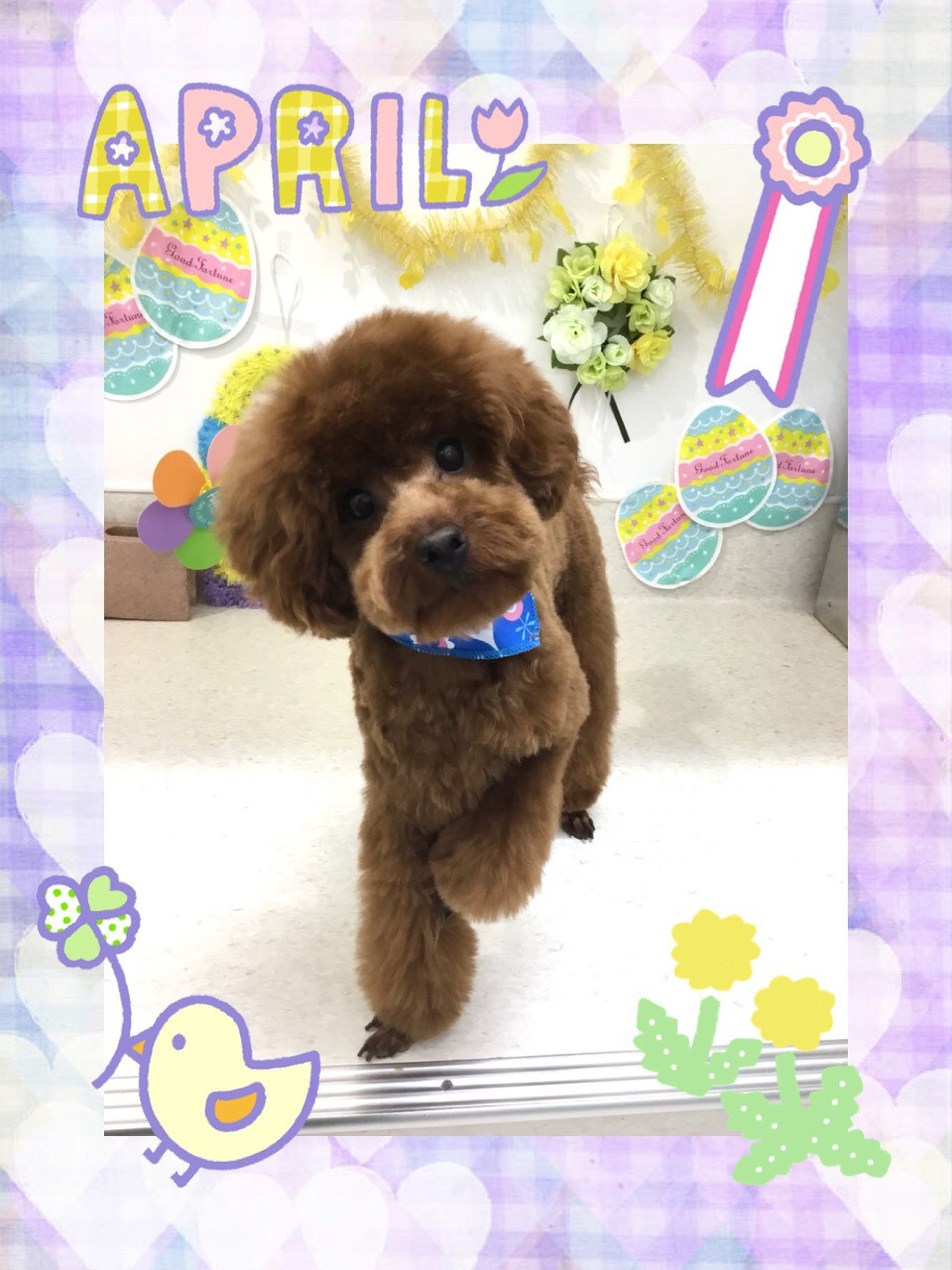 今日のトリミング（犬）の紹介です