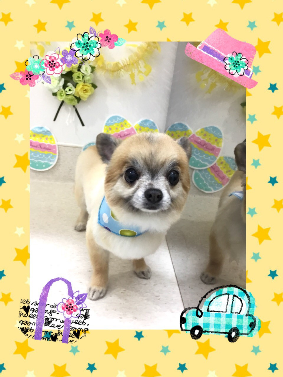 今日のトリミング（犬）の紹介です