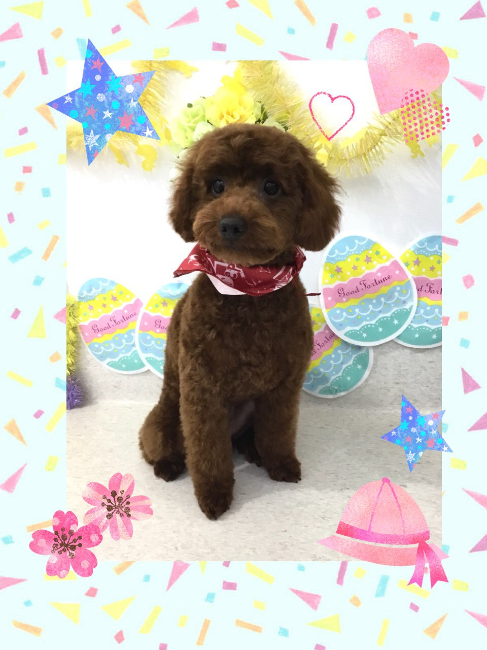 今日のトリミング（トイプードル・ポメラニアン・MIX犬）の紹介です