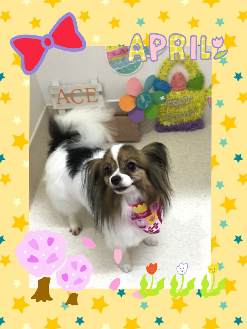 今日のトリミング（コーギー・パピヨン・犬）の紹介です