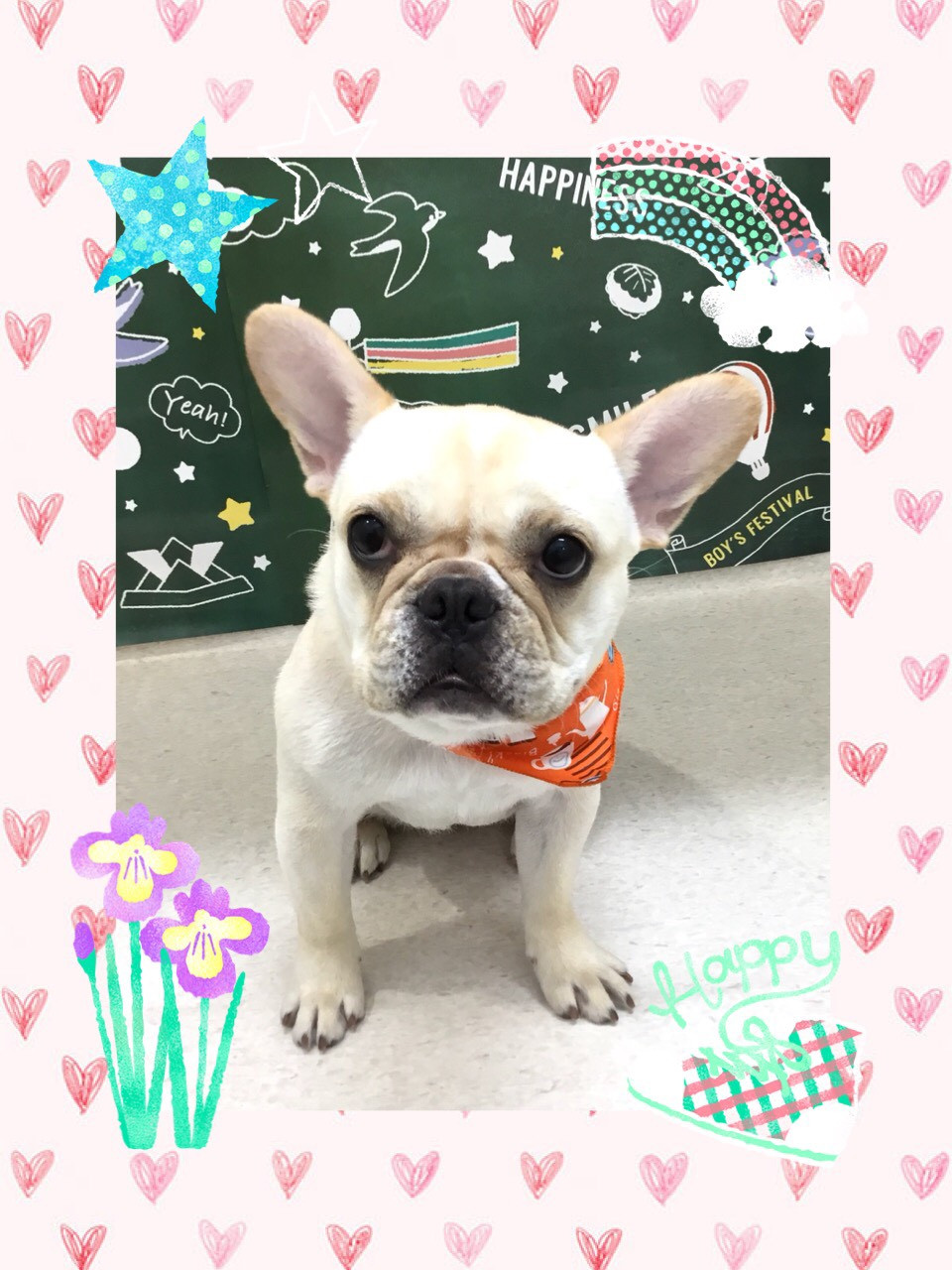 今日のトリミング（犬）の紹介です