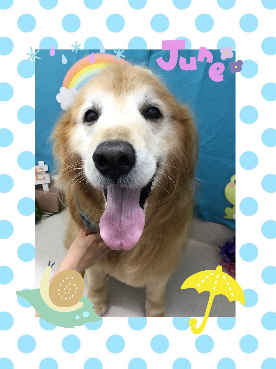 今日はチャーリーくん、じゅんくん、キャンディちゃんのトリミングの紹介です【奈良のエース動物病院】