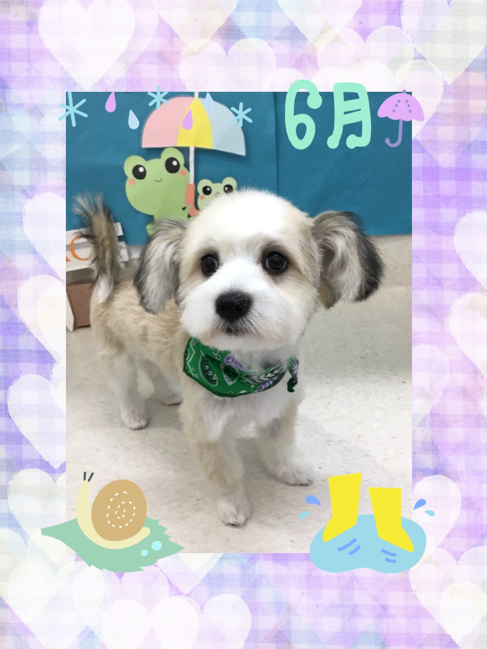 今日はノブくん、ムギくん、アランくんのトリミングの紹介です【奈良のエース動物病院】