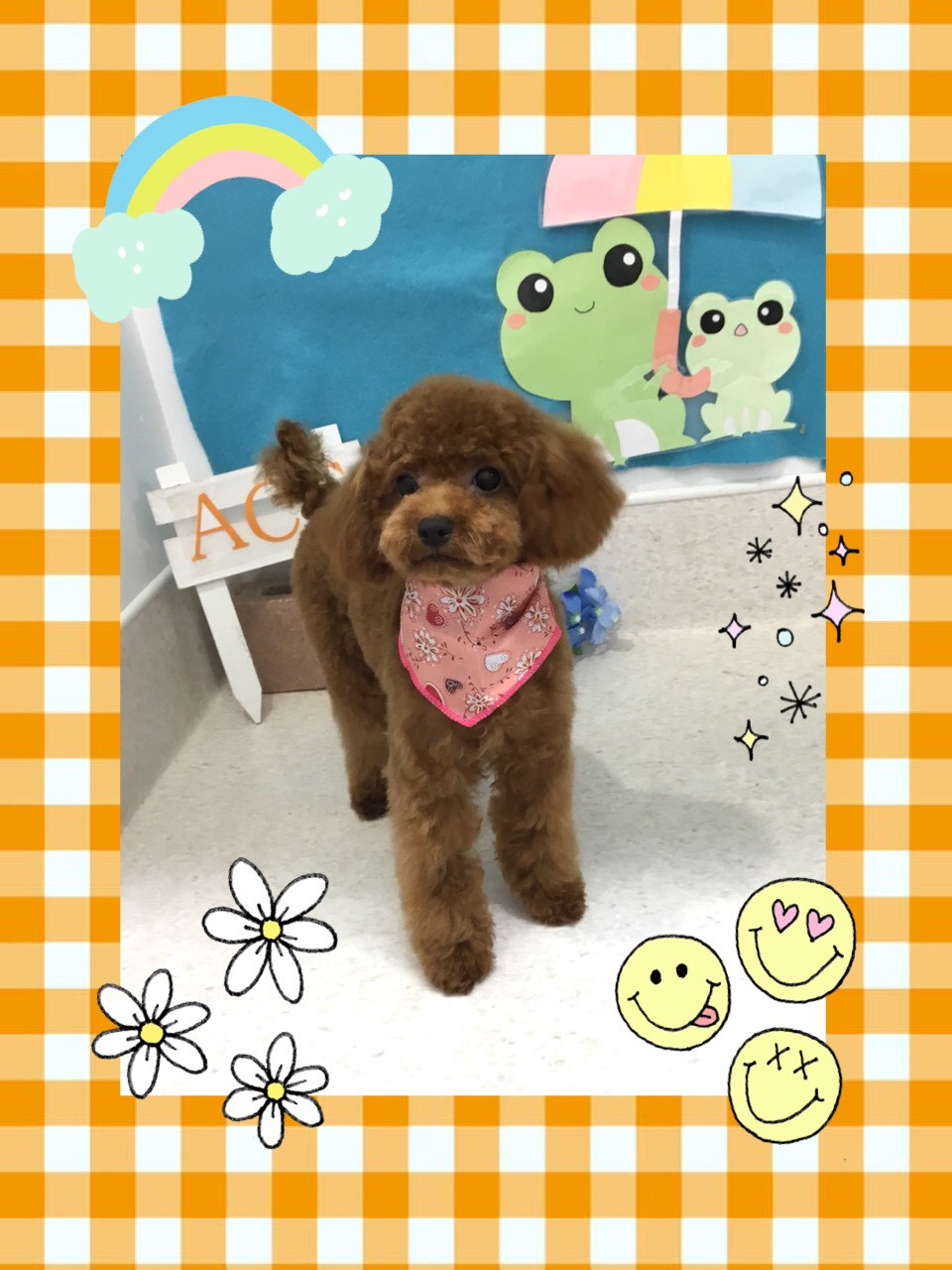 今日はクランちゃん、クッキーくんのトリミングの紹介です【奈良のエース動物病院】