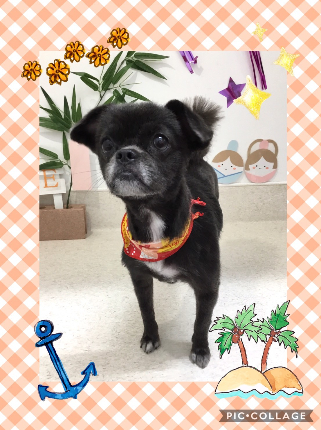 今日はネロちゃん、小梅ちゃん、チロルちゃん、さくらちゃん、波瑠くんのトリミングの紹介です【奈良のエース動物病院】