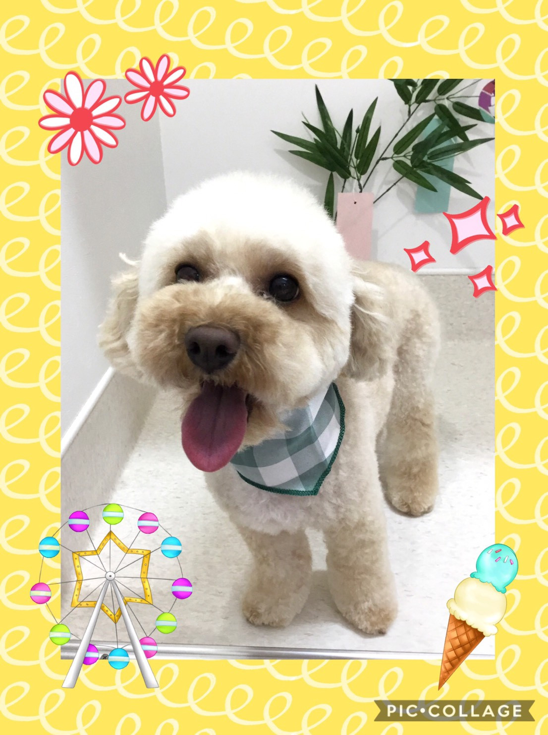 今日はムックくん、ももちゃん、陽奈子ちゃんのトリミングの紹介です【奈良のエース動物病院】