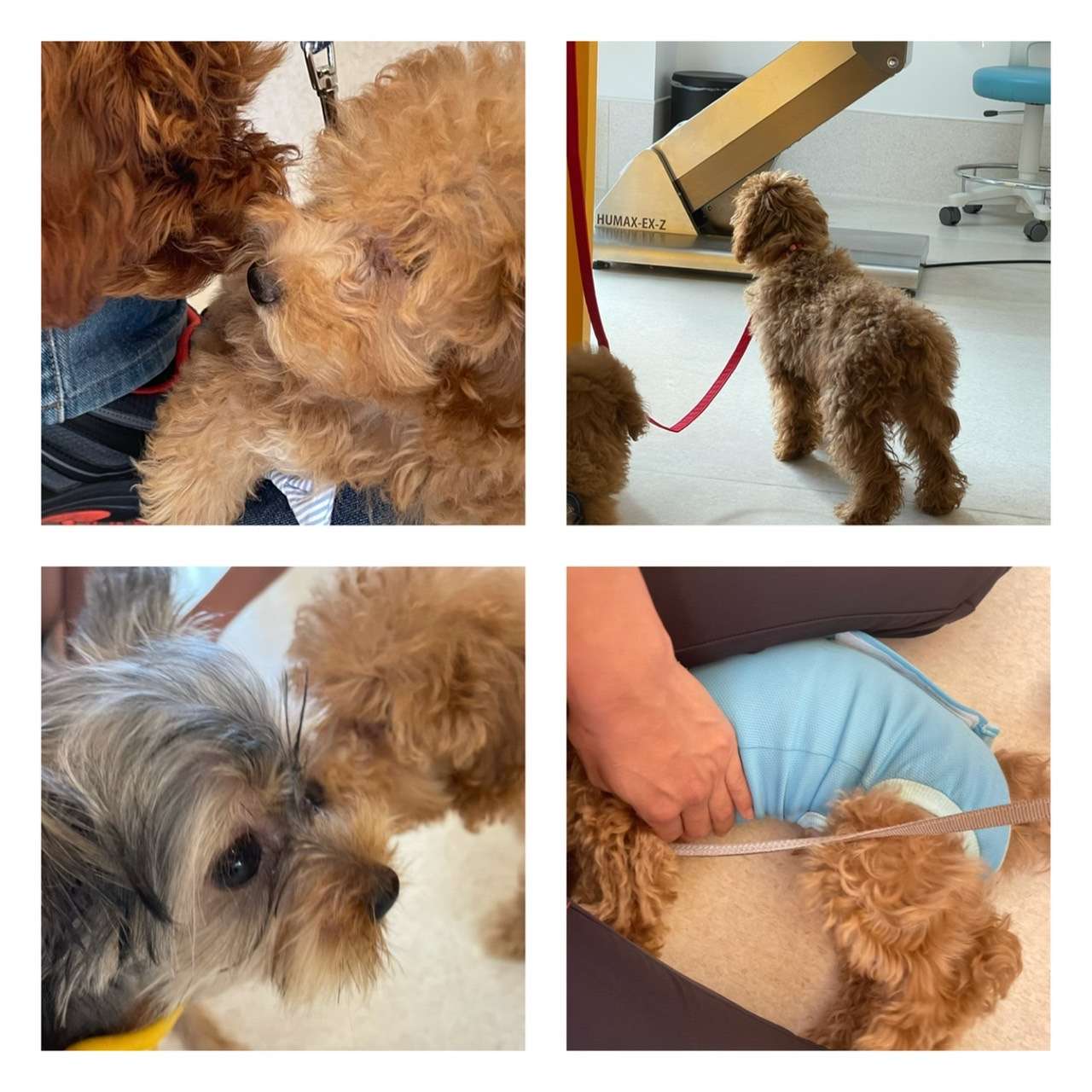 10月のパピーパーティーの紹介です【奈良のエース動物病院】