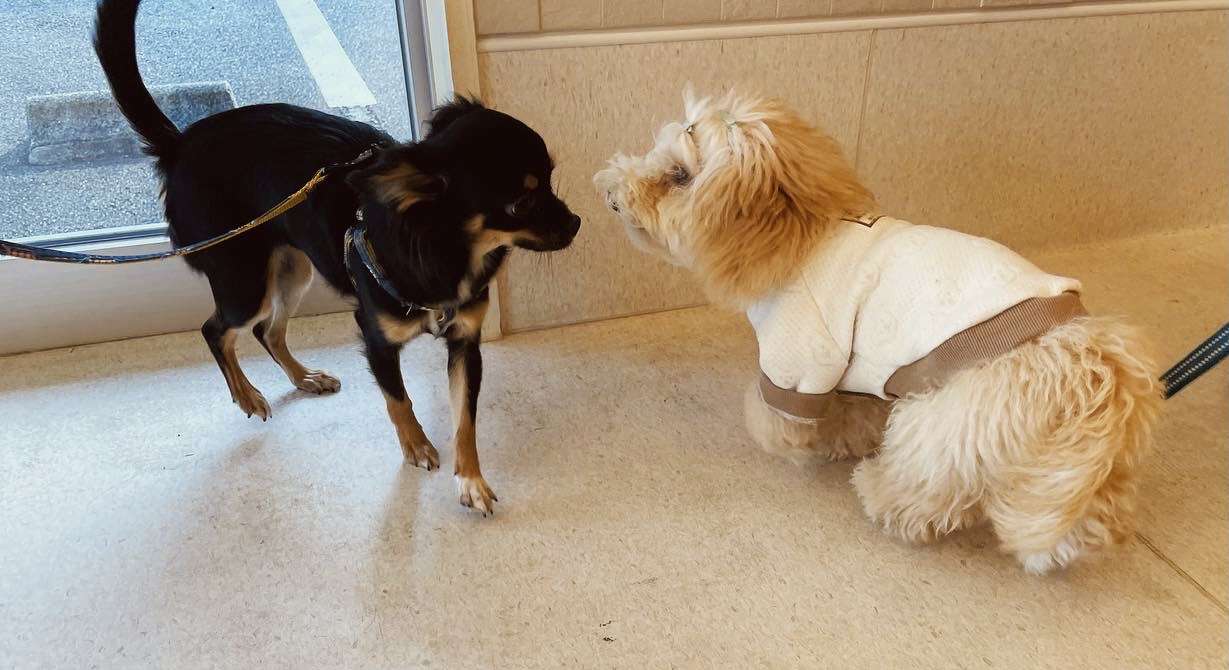 2021年11月パピーパーティーのご報告です【奈良のエース動物病院】