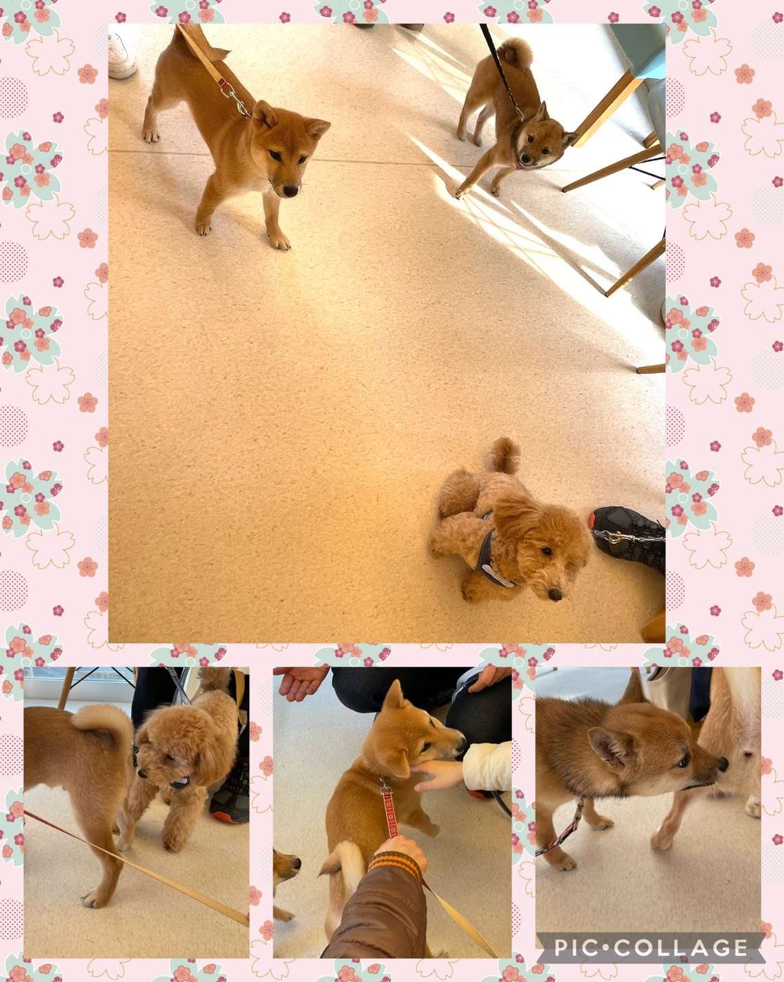 1月15日に開催いたしました、パピーパーティのご報告です【エース動物病院】