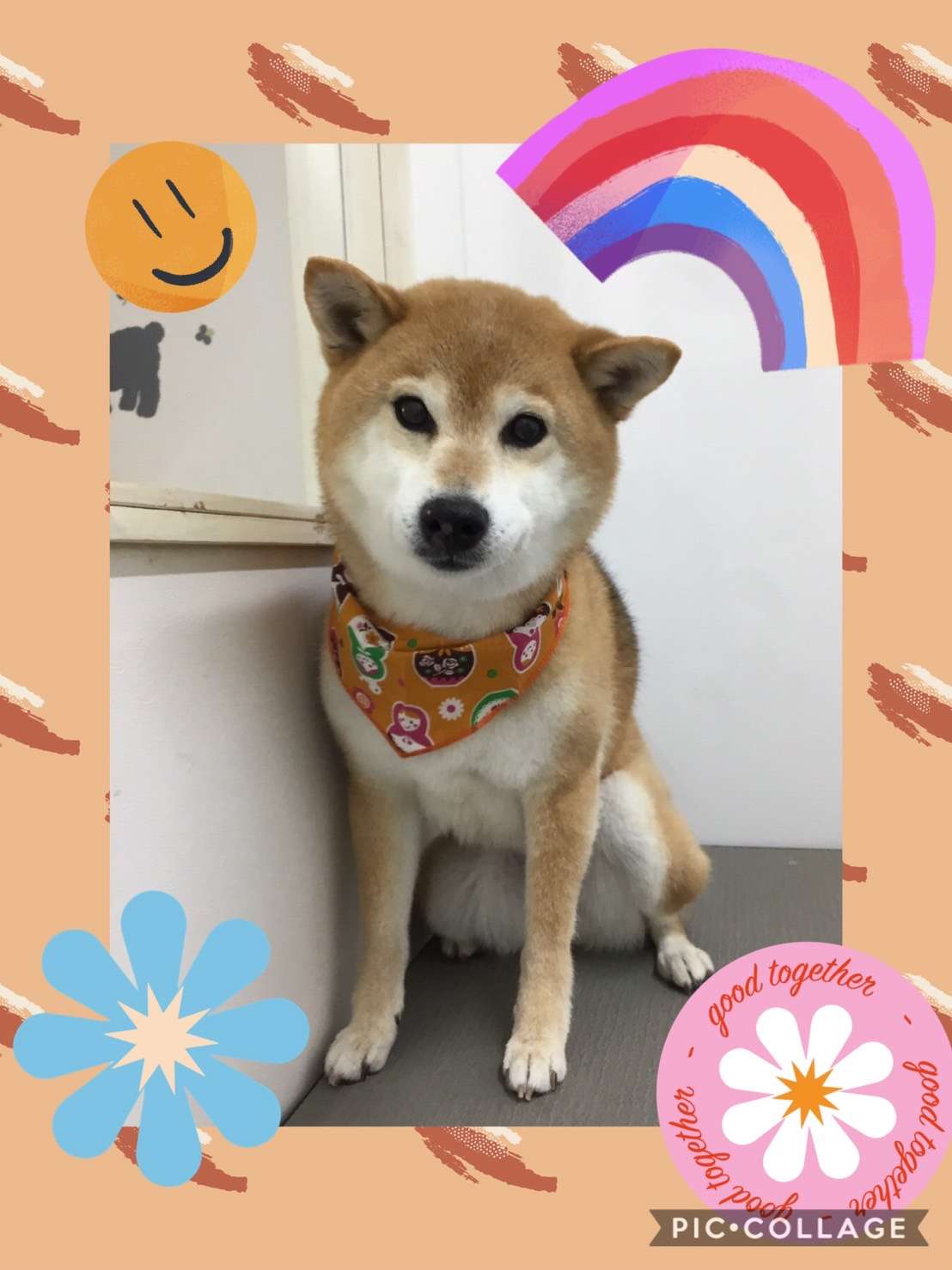 今日は日向ちゃん、シェリーちゃん、プリンちゃんのトリミングの紹介です【奈良のエース動物病院】