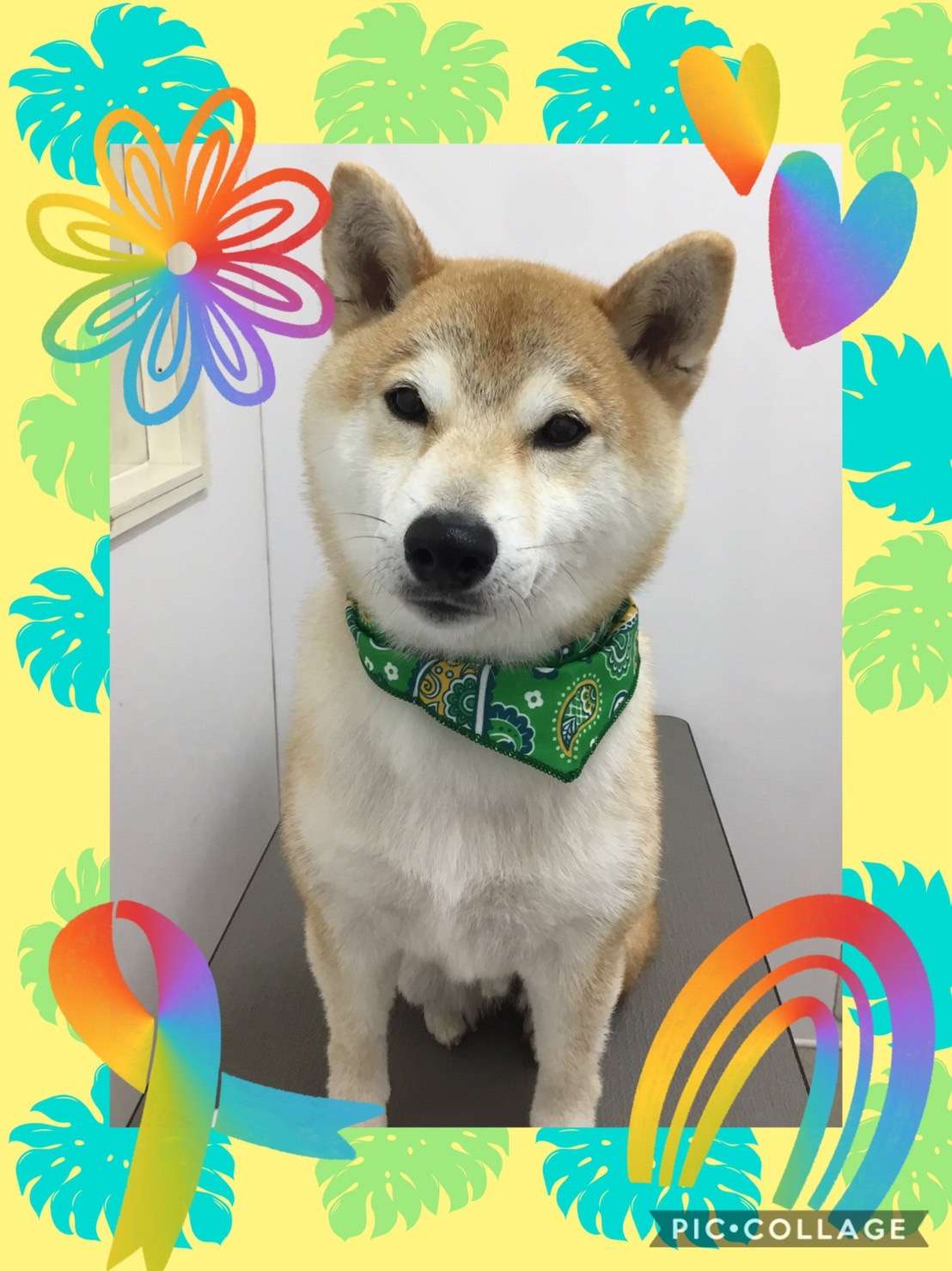 今日は福ちゃん、きみこちゃん、まるちゃん、チロちゃんのトリミングの紹介です【奈良のエース動物病院】