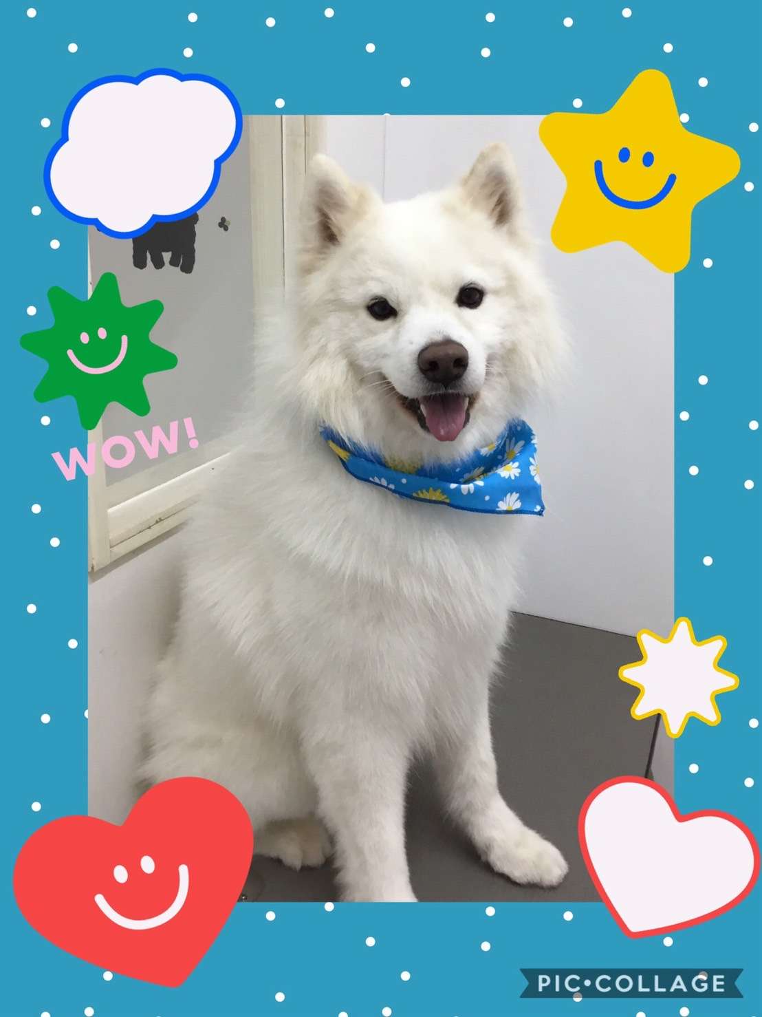 今日はちろちゃん、チロちゃん、はるちゃん、ラフィちゃんのトリミングの紹介です【奈良のエース動物病院】