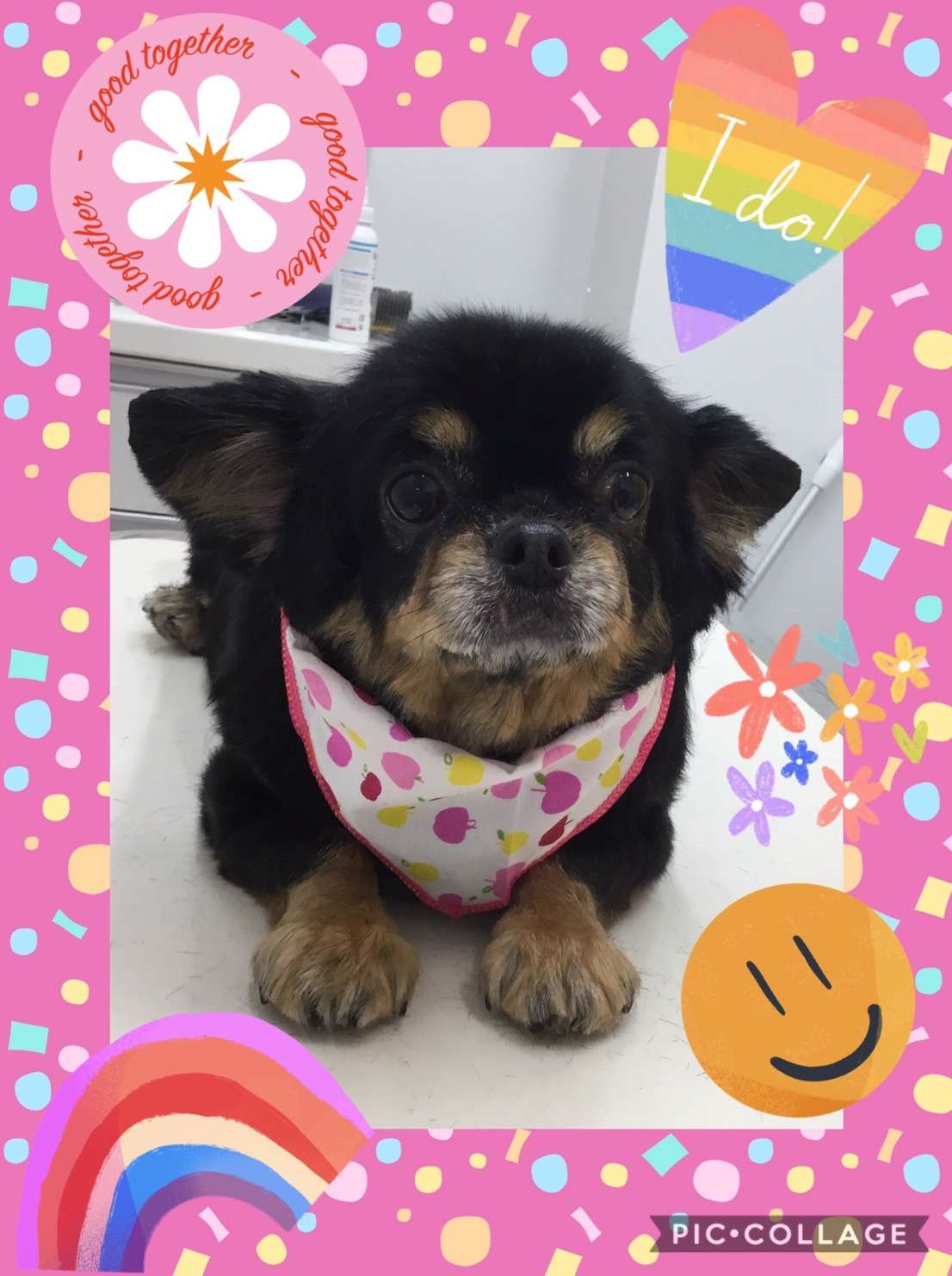 今日はチコちゃん、ココちゃん、さくらちゃん、くーたんちゃんのトリミングの紹介です【奈良のエース動物病院】