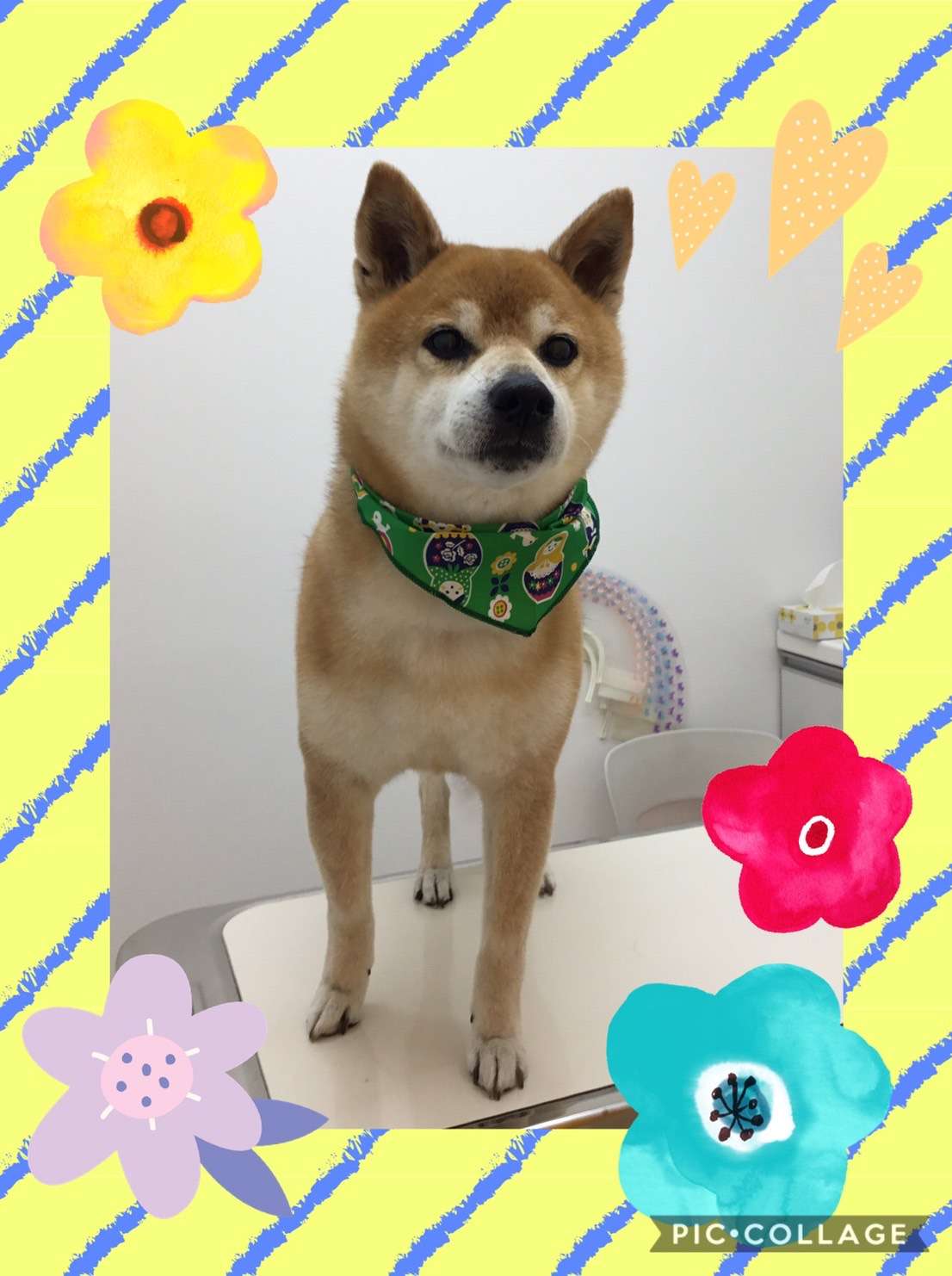 今日は昇大朗ちゃん、銀大朗ちゃん、みるくちゃん、大輝ちゃんのトリミング紹介です【奈良のエース動物病院】