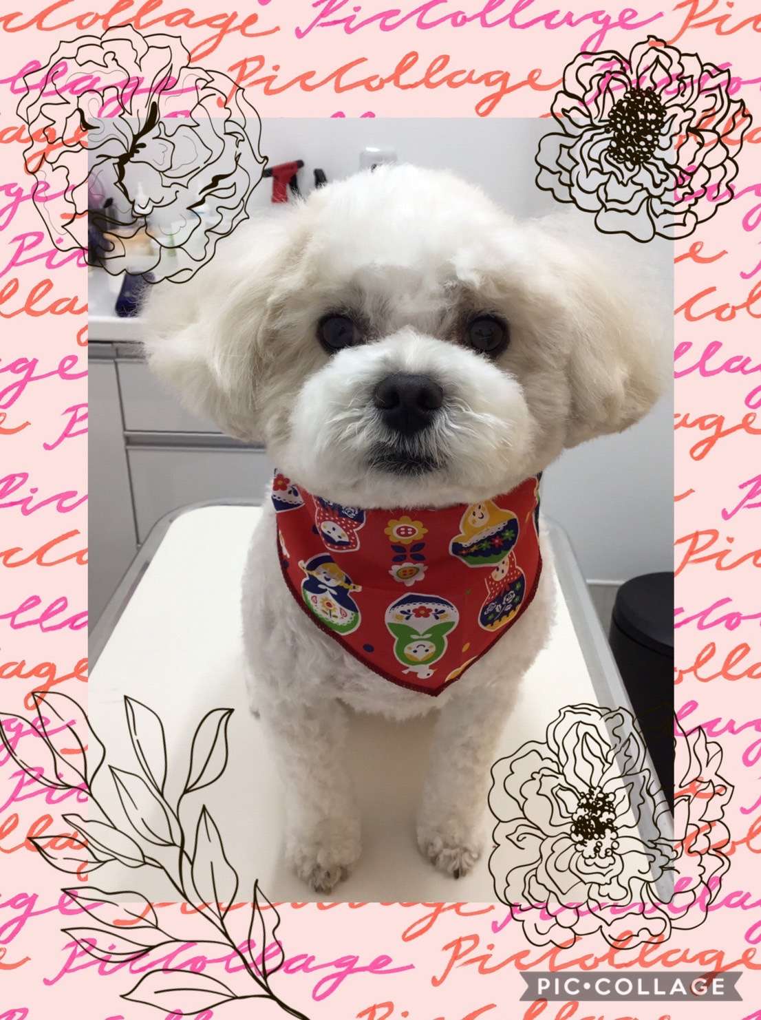 今日はぷぷちゃん、めめちゃん、端午ちゃん、タオちゃんのトリミングの紹介です【奈良のエース動物病院】