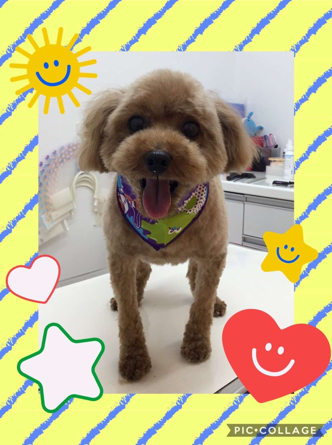今日はコテツちゃん、エイトちゃん、ハピちゃん、まめちゃんのトリミングの紹介です【奈良のエース動物病院】