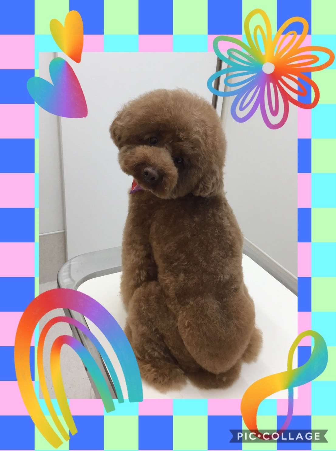 今日はレイちゃん、まろんちゃん、ルピちゃん、ちびちゃんのトリミングの紹介です【奈良のエース動物病院】