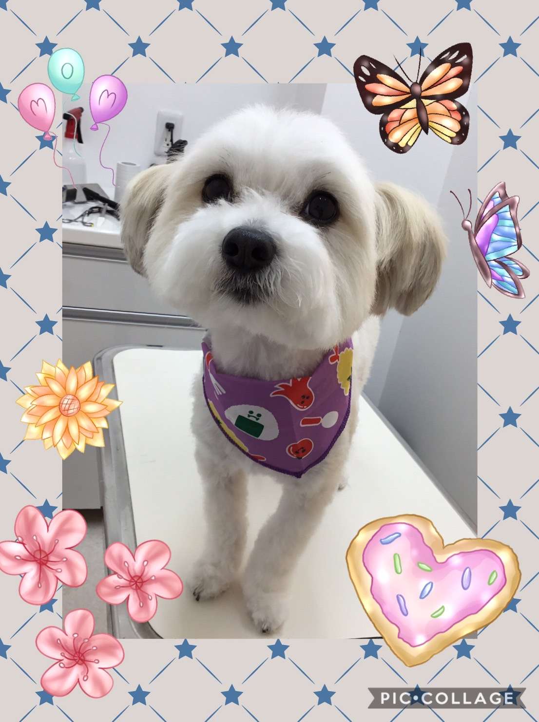 今日はノブちゃん、モカちゃん、伊吹ちゃん、エリーちゃんのトリミングの紹介です【奈良のエース動物病院】