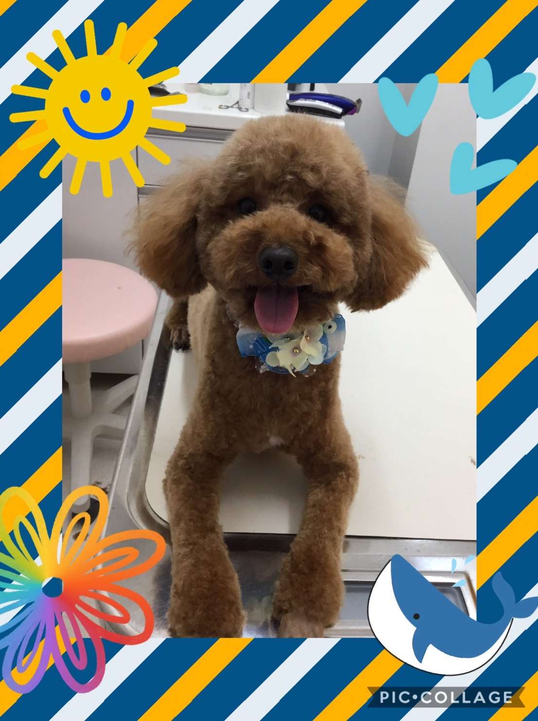 今日はそるてちゃん、ヴィヴィちゃん、チャコラインちゃん、モカちゃんのトリミングの紹介です【奈良のエース動物病院】