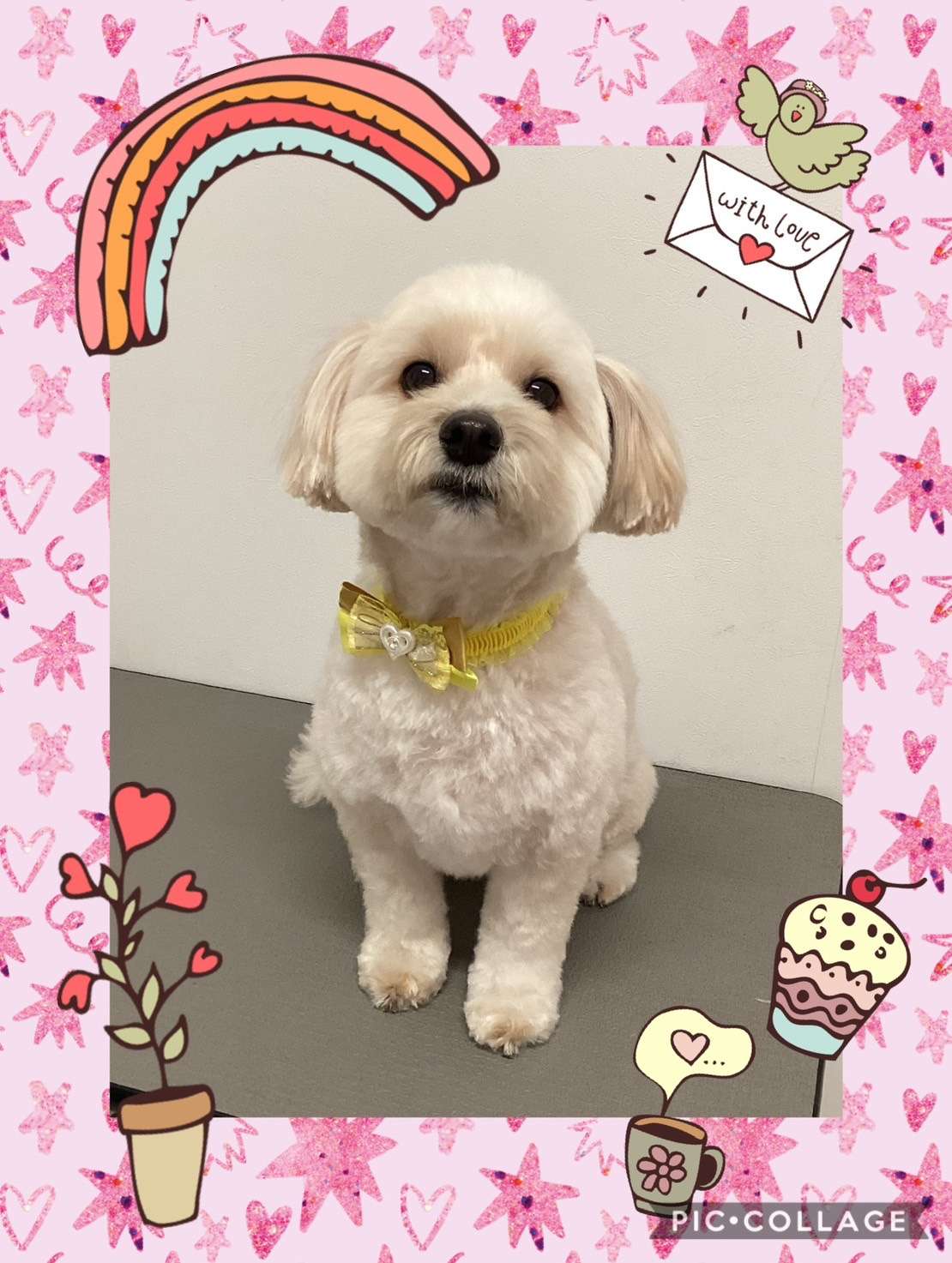 今日はみるくちゃん、もずくちゃん、モコちゃん、かいちゃん、夢睦ちゃん、BELLちゃんのトリミングの紹介です【奈良のエース動物病院】