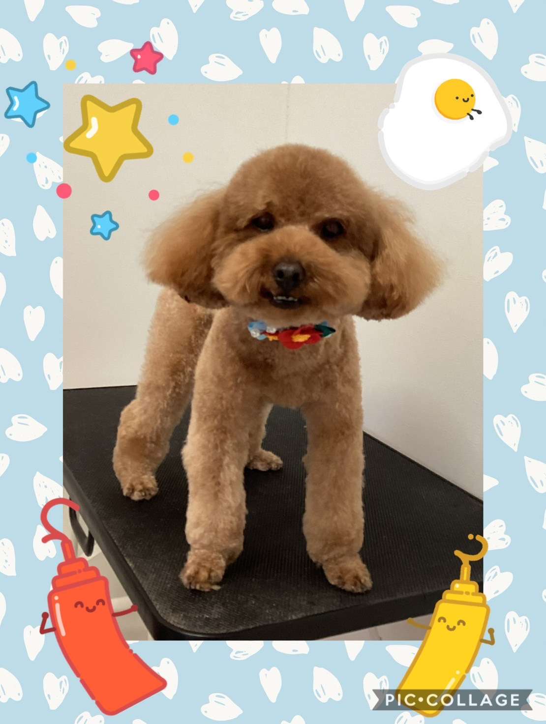 今日はとわちゃん、ハチちゃん、ぷぅちゃん、ぷうたちゃんのトリミングの紹介です【奈良のエース動物病院】