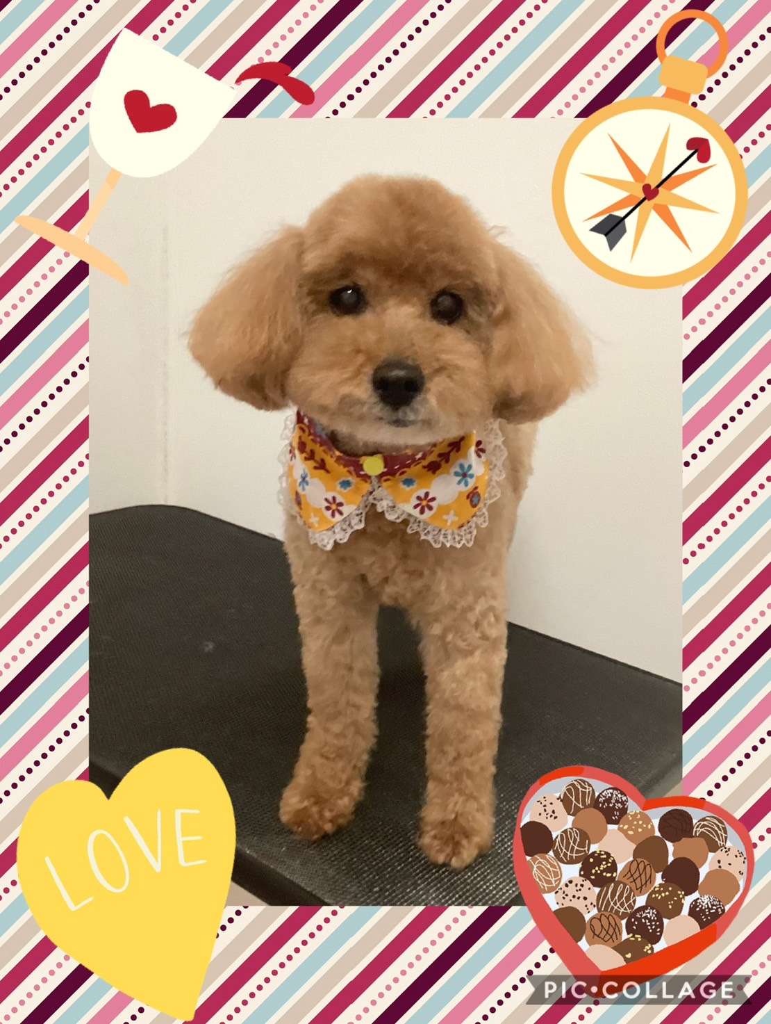 今日はコテツちゃん、レオちゃん、ベッキーちゃん、トイちゃん、ゆずちゃんのトリミングの紹介です【奈良のエース動物病院】