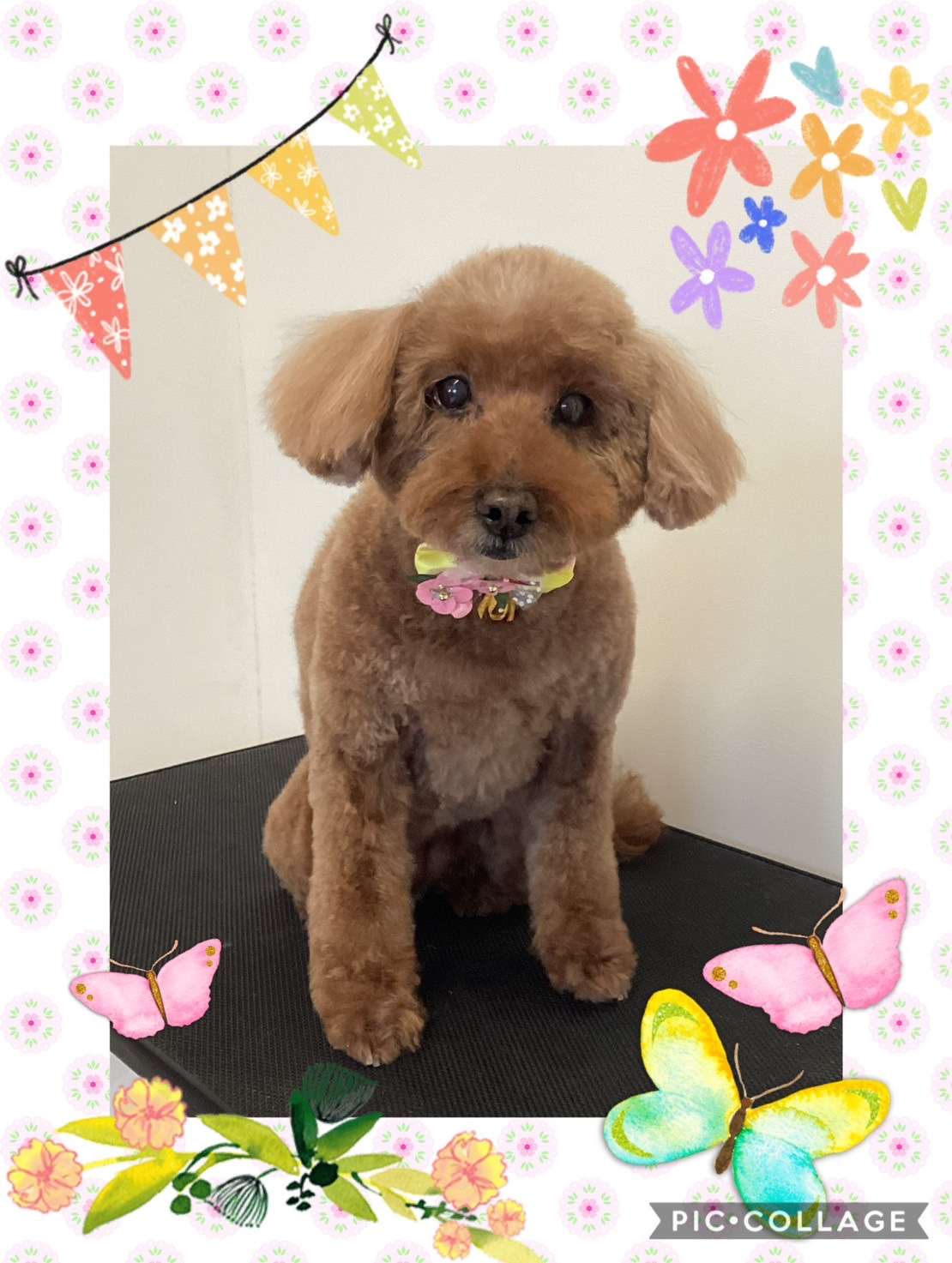 今日はココちゃん、ブロリーちゃん、チョコちゃん、レオナルドちゃん、ノブちゃんのトリミングの紹介です【奈良のエース動物病院】