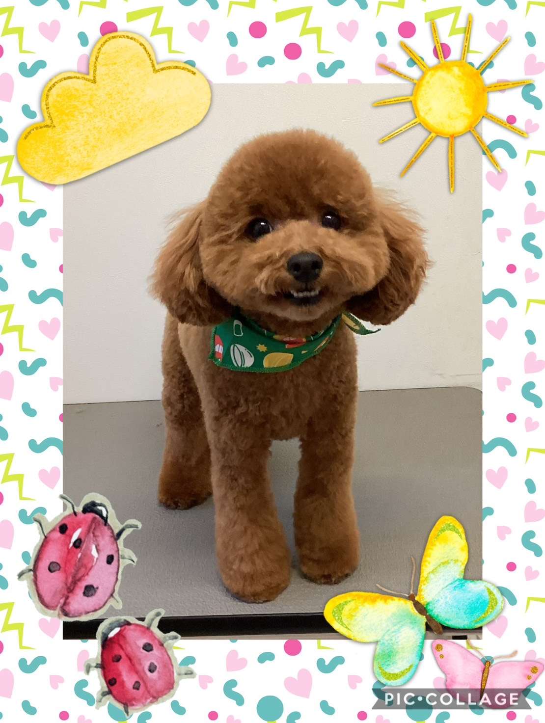 今日はゆきちちゃん、テンちゃん、ティッキーちゃん、モコちゃん、ねむねむちゃん、ブランちゃんのトリミングの紹介です【奈良のエース動物病院】