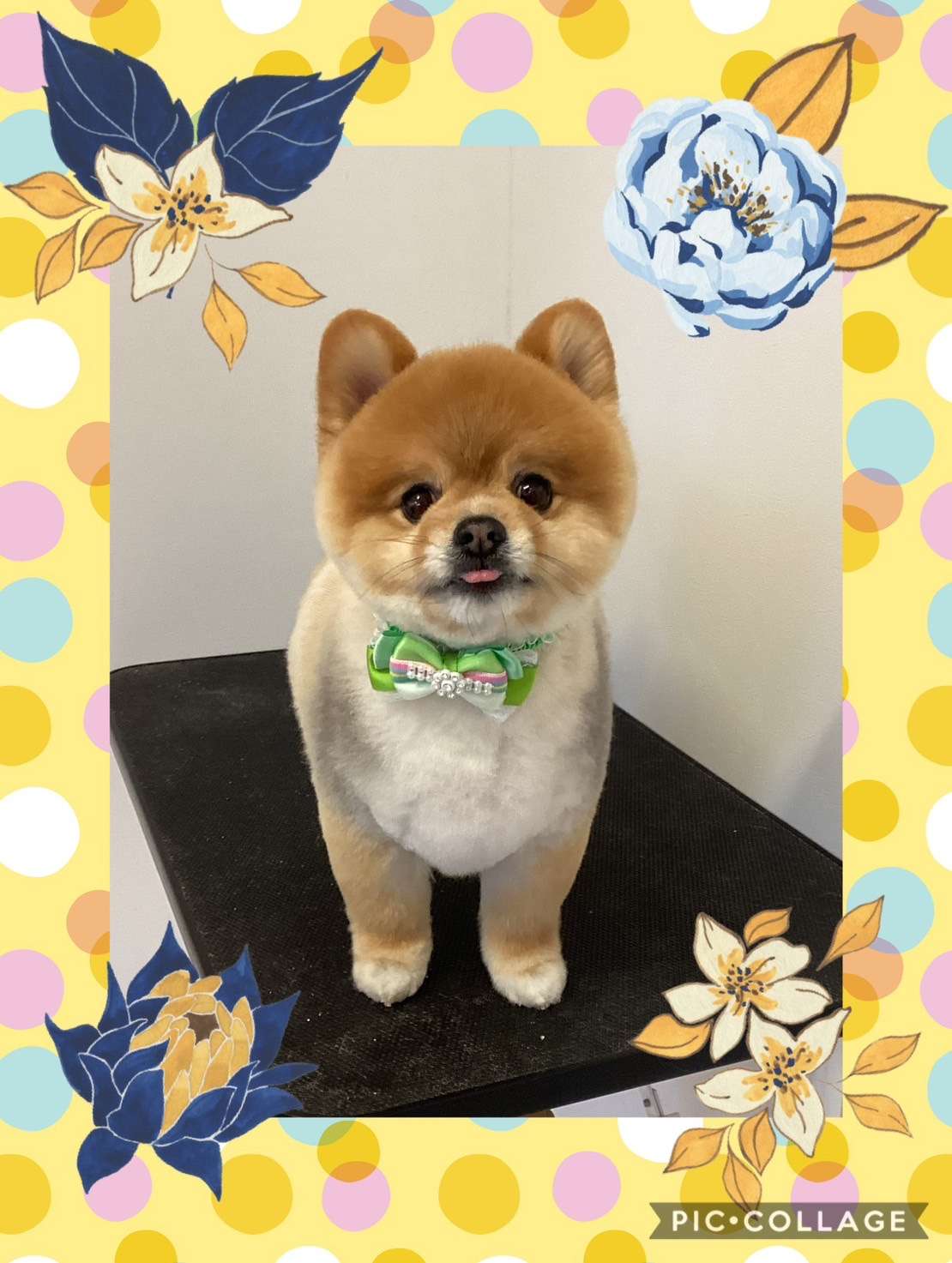 今日はちゃこちゃん、ハナちゃん、モコちゃん、もこちゃん、ダミエちゃん、そるてちゃんのトリミングの紹介です【奈良のエース動物病院】