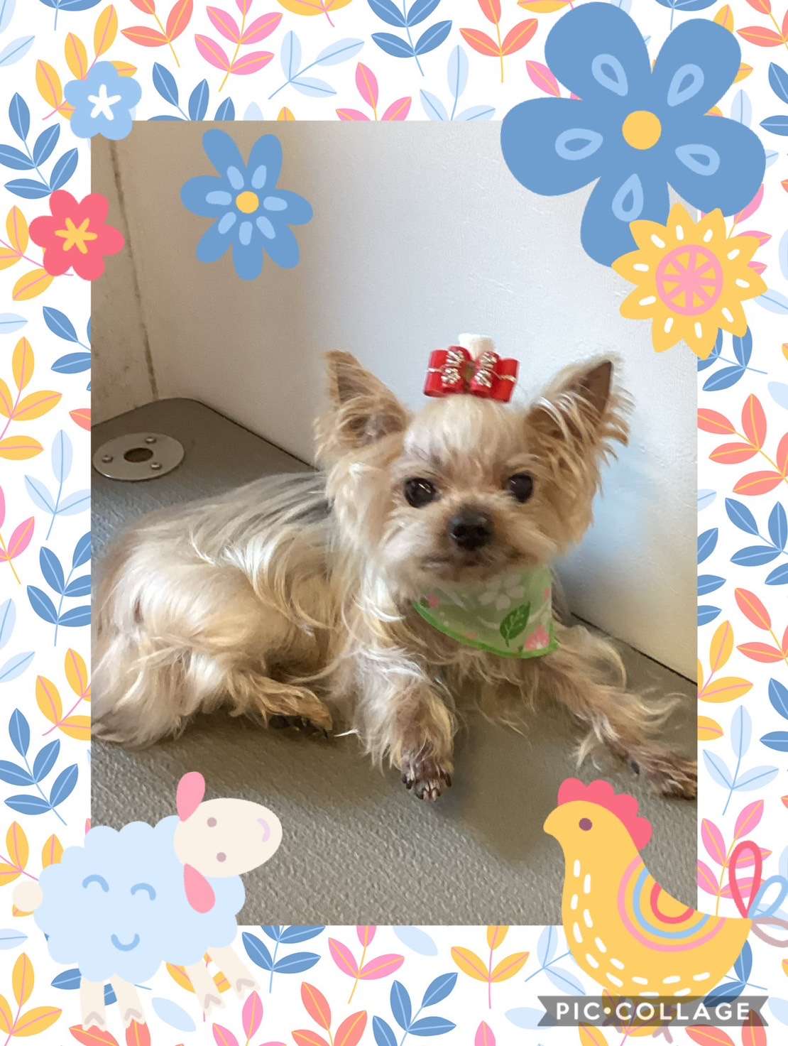 今日はチャッピーちゃん、ふくちゃん、あんずちゃん、ゆずちゃん、天ちゃん、チョコちゃんのトリミングの紹介です【奈良のエース動物病院】
