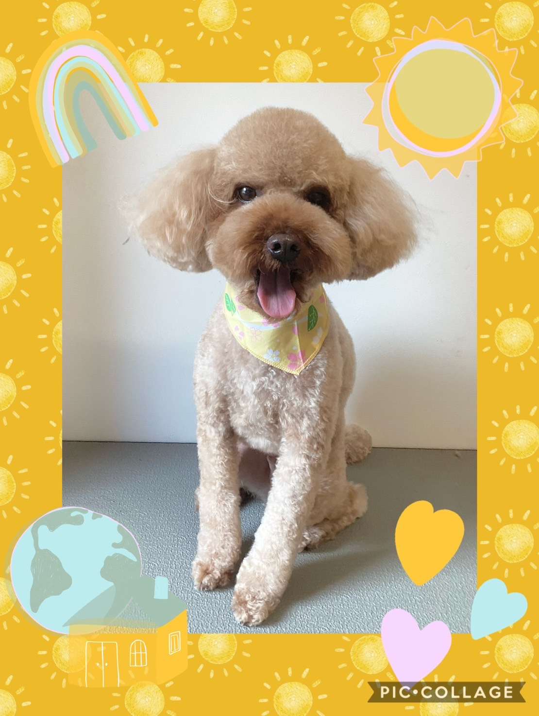 今日はぷうたちゃん、れんちゃん、チャチャちゃん、みかんちゃん、きなこちゃん、ゆずちゃんのトリミングの紹介です【奈良のエース動物病院】