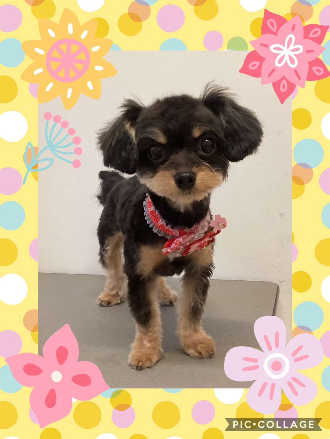 今日はぽこちゃん、リアちゃん、あずきちゃん、ゆずきちゃん、ルピちゃんのトリミングの紹介です【奈良のエース動物病院】