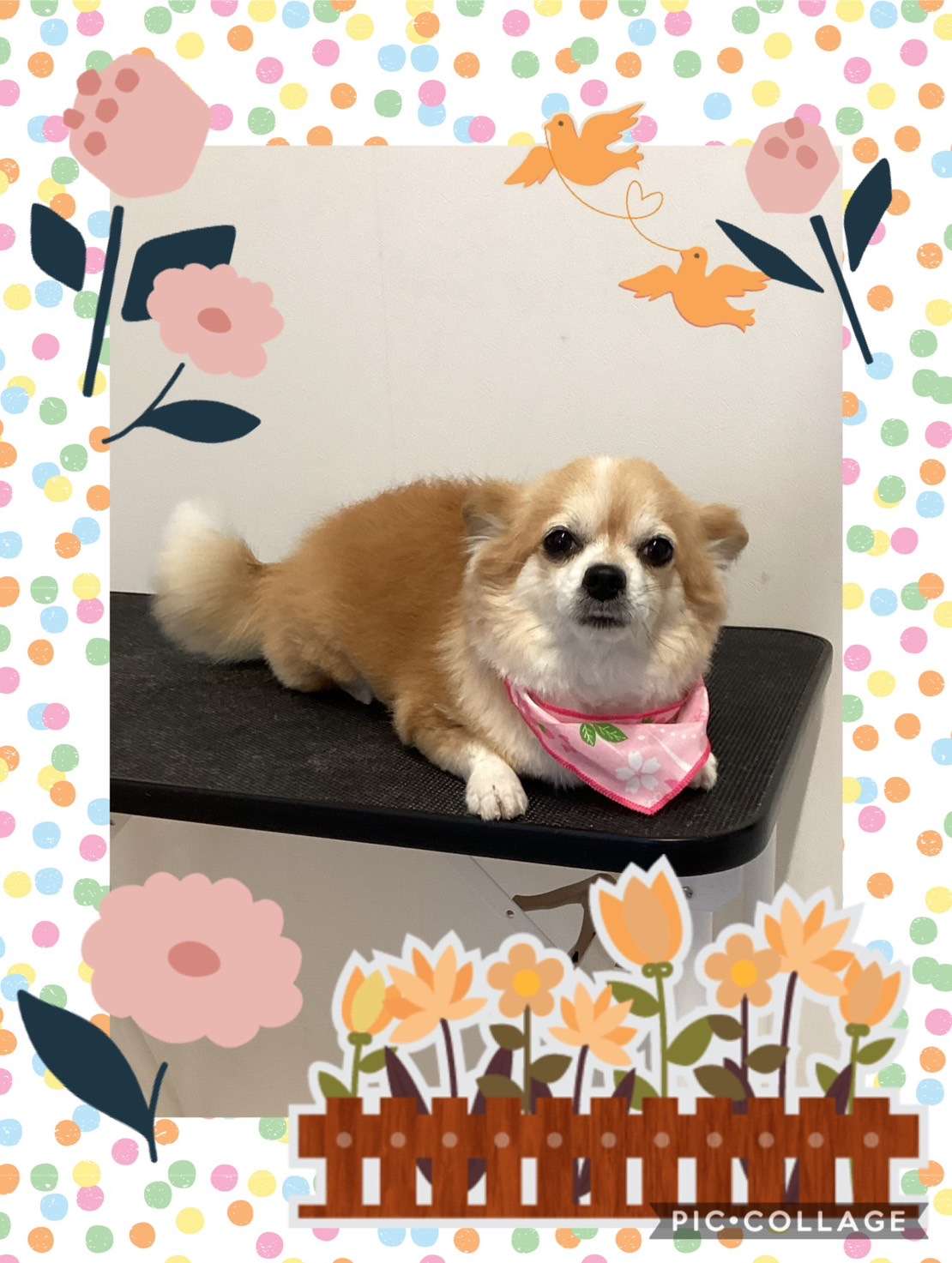 今日はチロルちゃん、ティッキーちゃん、リリィちゃん、ノブちゃん、ベッキーちゃんのトリミングの紹介です【奈良のエース動物病院】