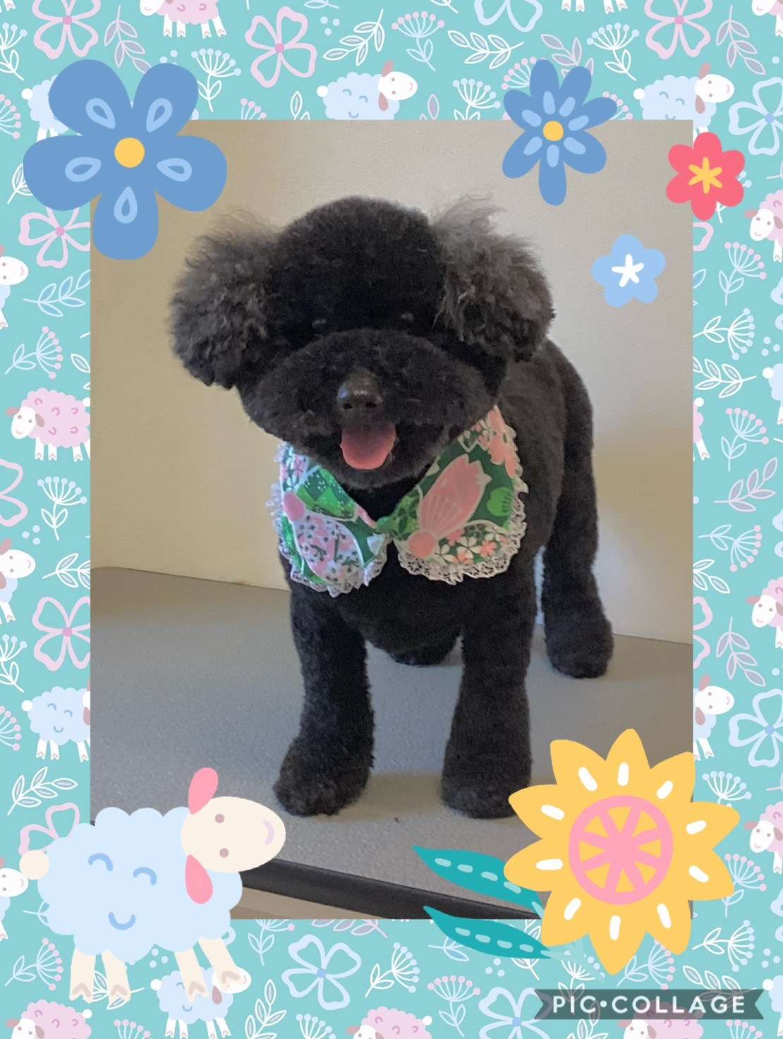 今日はくろちゃん、マシュちゃん、蘭太ちゃん、カラちゃんのトリミングの紹介です【奈良のエース動物病院】