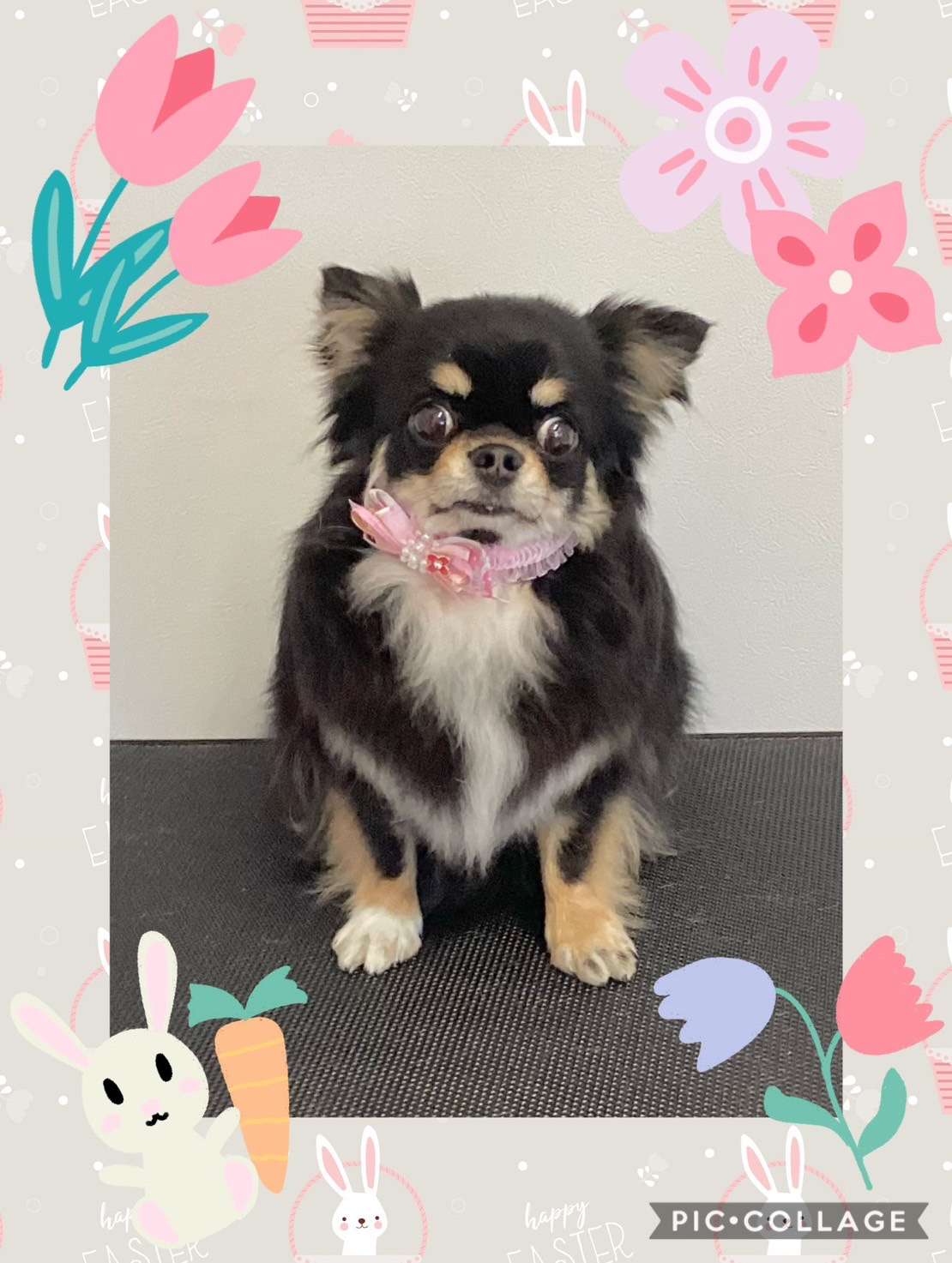 今日はエリーちゃん、伊吹ちゃん、ひなたちゃん、ルイちゃんのトリミングの紹介です【奈良のエース動物病院】