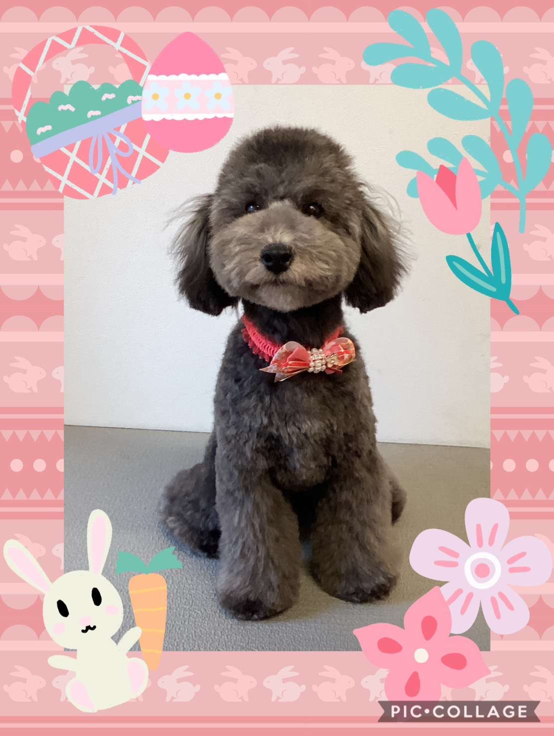 今日はくるみちゃん、ショコラちゃん、ぷうたちゃん、ハナちゃんのトリミングの紹介です【奈良のエース動物病院】