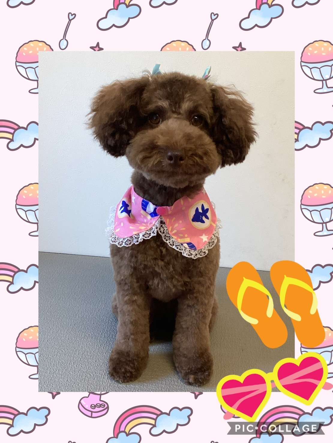 今日はあずきちゃん、リリィちゃん、夢睦ちゃん、BELlちゃん、ななちゃんのトリミングの紹介です【奈良のエース動物病院】