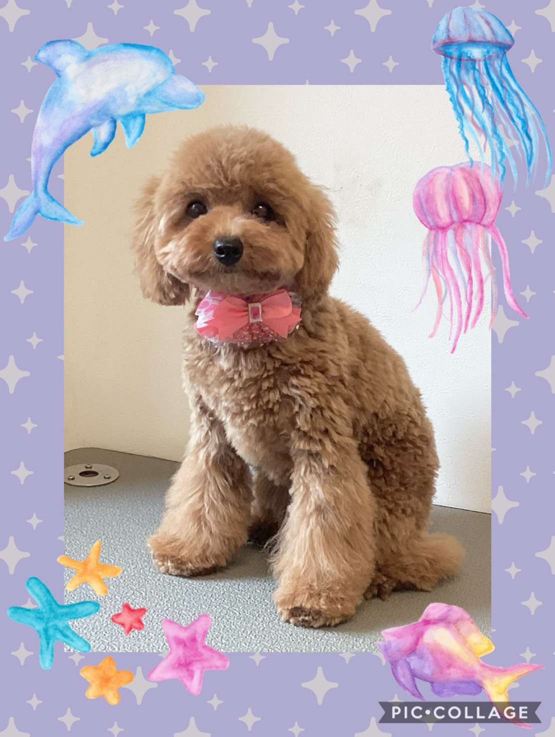 今日はにこちゃん、ハナちゃん、ブロリーちゃん、めるちゃんのトリミングの紹介です【奈良のエース動物病院】