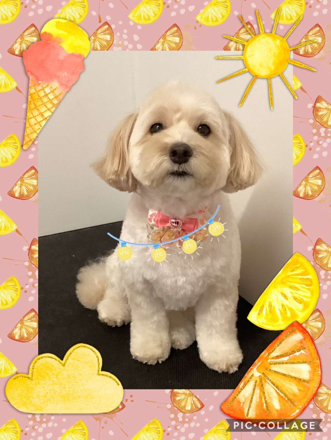 今日はみるくちゃん、あずきちゃん、ノブちゃん、かいちゃん、ティッキーちゃん、ひなたちゃんのトリミングの紹介です【奈良のエース動物病院】