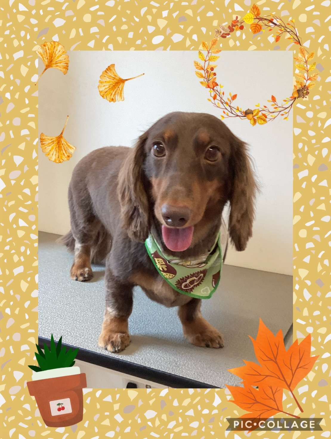 今日はエースちゃん、ロビンちゃん、キキちゃん、小太郎ちゃん、ショコラちゃんのトリミングの紹介です【奈良のエース動物病院】