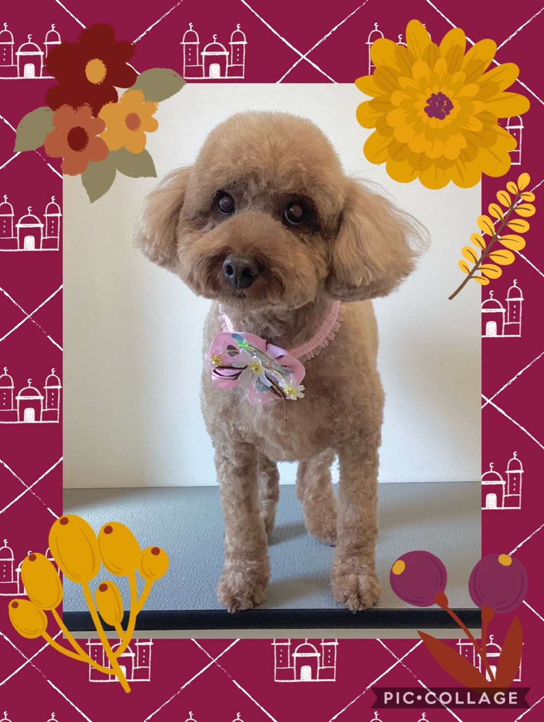 今日はチョコちゃん、恋來ちゃん、ハナちゃんのトリミングの紹介です【奈良のエース動物病院】