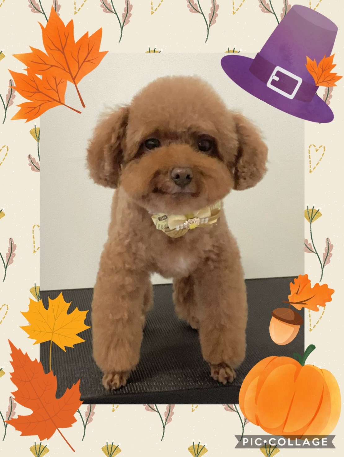 今日はもこちゃん、ボビーちゃん、スカイちゃん、ココアちゃん、むぎちゃんのトリミングの紹介です【奈良のエース動物病院】